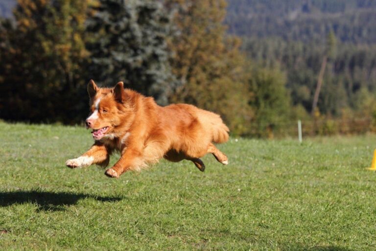 Obedience — Auf dem Rückweg aus der Box